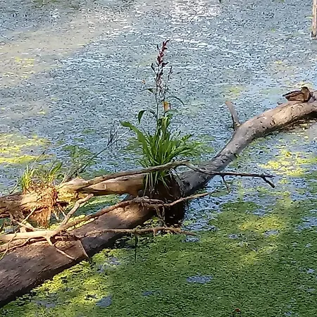 Daire Pintyoke Vendeghaz Toserdo Lakitelek