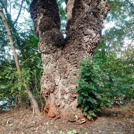 Pintyoke Vendeghaz Toserdo Daire